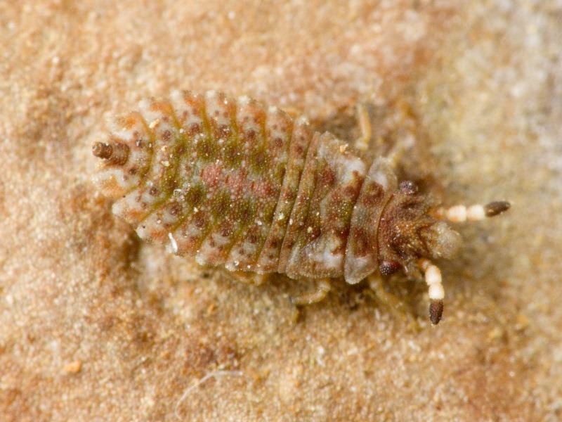 Aradus cinnamomeus Panzer, 1806